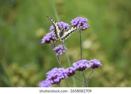 Attēlu rezultāti vaicājumam “Papilio machaon underside”