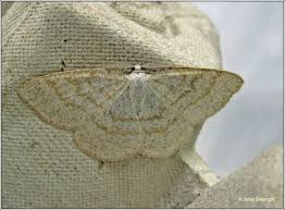 Attēlu rezultāti vaicājumam “Cabera exanthemata”