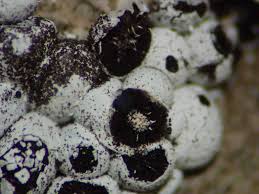 Attēlu rezultāti vaicājumam “Diderma subviridifuscum macro”