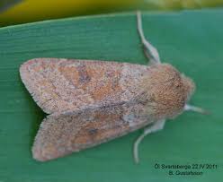 Attēlu rezultāti vaicājumam “Orthosia miniosa imago”