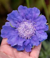 Image result for scabiosa caucasica