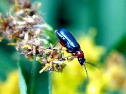 Attēlu rezultāti vaicājumam “Chrysomelidae”