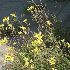 Attēlu rezultāti vaicājumam “Diplotaxis muralis fruit”