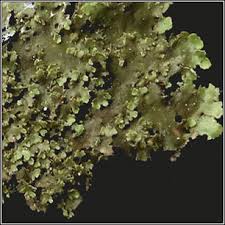 Attēlu rezultāti vaicājumam “Melanohalea olivacea”