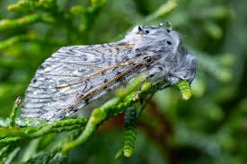 Attēlu rezultāti vaicājumam “Cerura vinula”