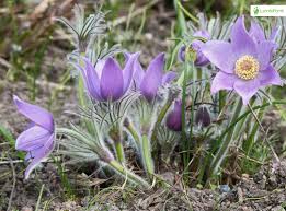 Attēlu rezultāti vaicājumam “Pulsatilla patens”