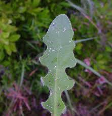 Attēlu rezultāti vaicājumam “Hypochaeris radicata fruit”