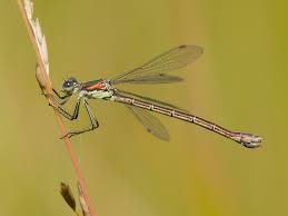 Attēlu rezultāti vaicājumam “Lestes dryas female”