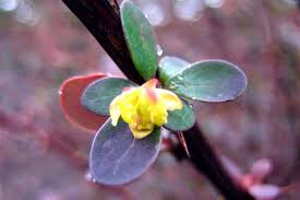 Attēlu rezultāti vaicājumam “Berberis thunbergii flower”