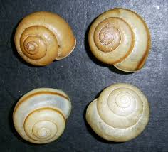 Attēlu rezultāti vaicājumam “Fruticola fruticum”