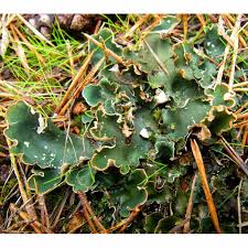 Attēlu rezultāti vaicājumam “Peltigera”