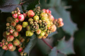 Attēlu rezultāti vaicājumam “Mahonia aquifolium bud”