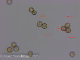 Attēlu rezultāti vaicājumam “Stemonitopsis hyperopta var. landewaldii”