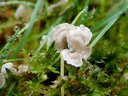 Attēlu rezultāti vaicājumam “Arrhenia retiruga”