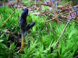 Attēlu rezultāti vaicājumam “Podostroma leucopus”