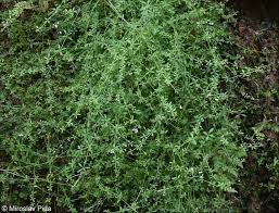 Attēlu rezultāti vaicājumam “Galium palustre fruit”