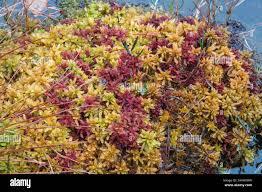 Attēlu rezultāti vaicājumam “Sphagnum papillosum”