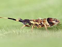 Attēlu rezultāti vaicājumam “Orchesella flavescens”