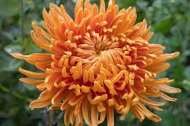 Image result for Chrysanthemum spectabile