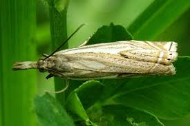 Attēlu rezultāti vaicājumam “Crambus pratella”