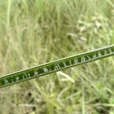 Attēlu rezultāti vaicājumam “Juncus inflexus”