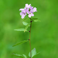Attēlu rezultāti vaicājumam “Cardamine bulbifera”
