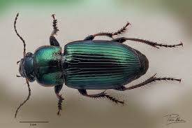 Attēlu rezultāti vaicājumam “Harpalus sp.”