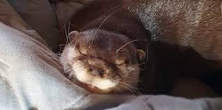 Image result for Eltham Otters