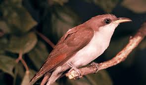 Image result for Coccyzus americanus