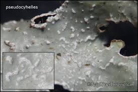 Attēlu rezultāti vaicājumam “Parmelia submontana”