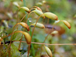 Attēlu rezultāti vaicājumam “Rhizomnium punctatum”