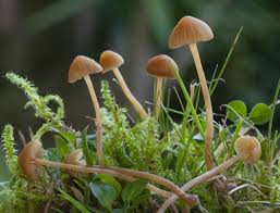 Attēlu rezultāti vaicājumam “Calocera glossoides”