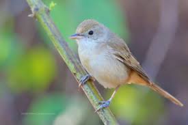 Image result for Acrocephalus aedon