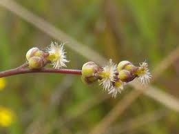 Attēlu rezultāti vaicājumam “Triglochin palustre”