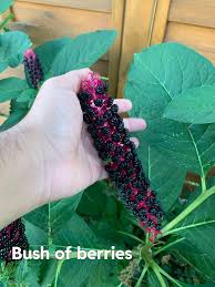 Attēlu rezultāti vaicājumam “Phytolacca acinosa fruit”