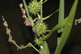 Attēlu rezultāti vaicājumam “Sparganiaceae”