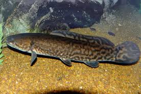 Image result for Amia calva