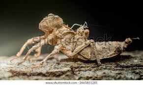 Attēlu rezultāti vaicājumam “exuvia”