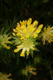 Attēlu rezultāti vaicājumam “Anthyllis arenaria”