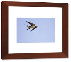 Attēlu rezultāti vaicājumam “Hirundo rustica adult”