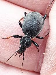 Attēlu rezultāti vaicājumam “Cychrus caraboides”