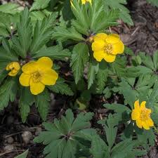 Attēlu rezultāti vaicājumam “Anemone ranunculoides bud”