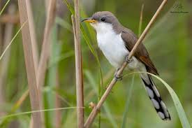 Image result for Coccyzus americanus