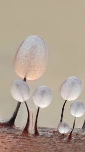 Attēlu rezultāti vaicājumam “Comatricha nigra macro”