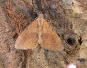 Attēlu rezultāti vaicājumam “Pennithera firmata”