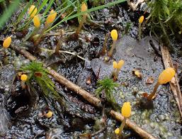 Attēlu rezultāti vaicājumam “Mitrula paludosa”