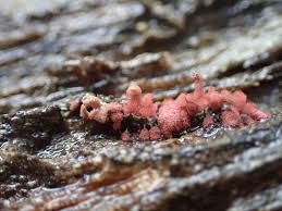 Attēlu rezultāti vaicājumam “Arcyria minuta”