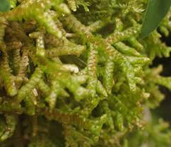 Attēlu rezultāti vaicājumam “Porella platyphylla macro”