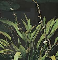 Attēlu rezultāti vaicājumam “Alismataceae”