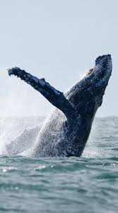 「ウルスラ・シュマルリージ」の画像検索結果